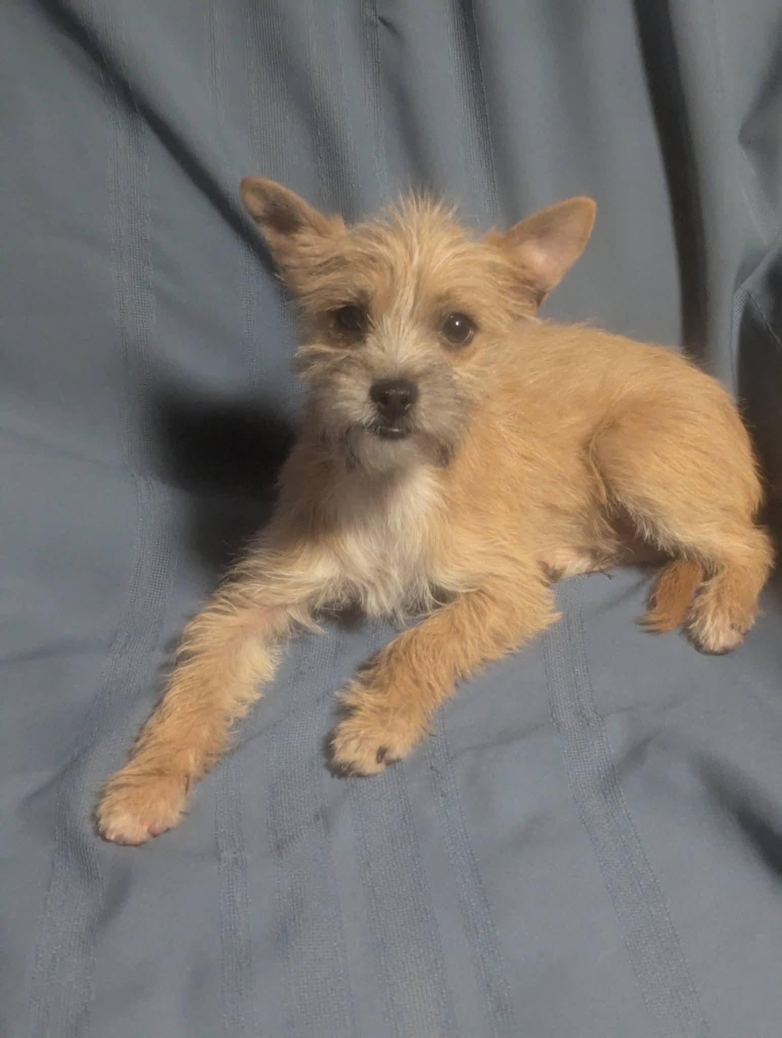 Jammie Jams , a ADOPTABLE mixed breed in Oakland, CA image 4/6