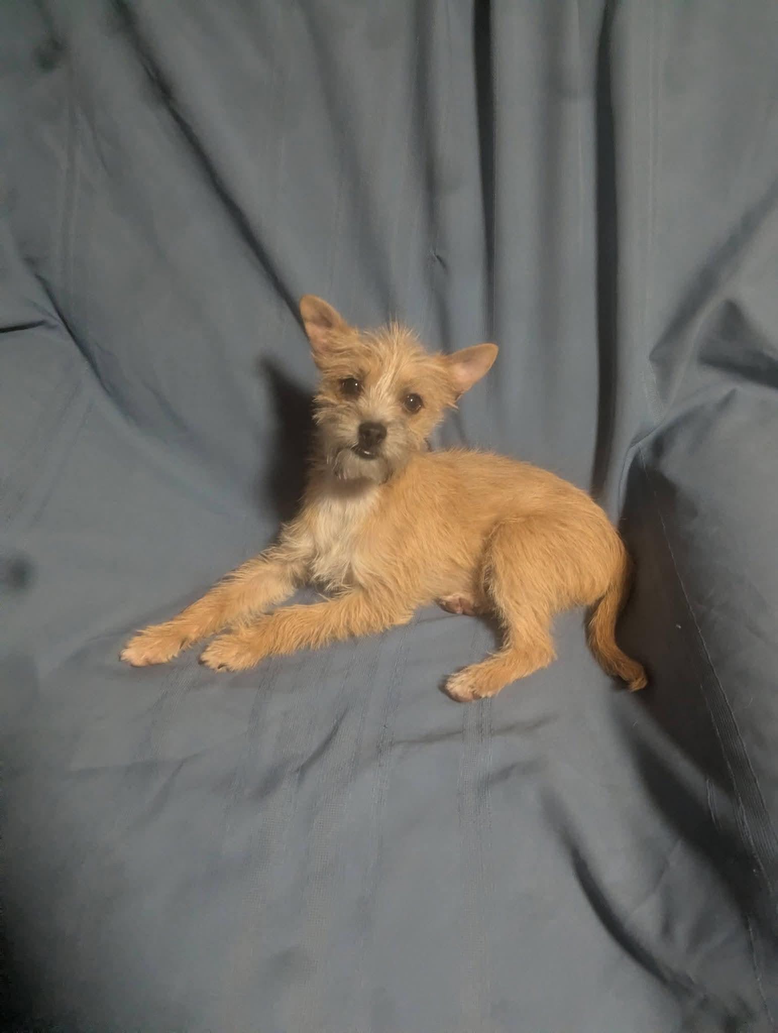 Jammie Jams , ADOPTABLE, Puppy Male Border Terrier.