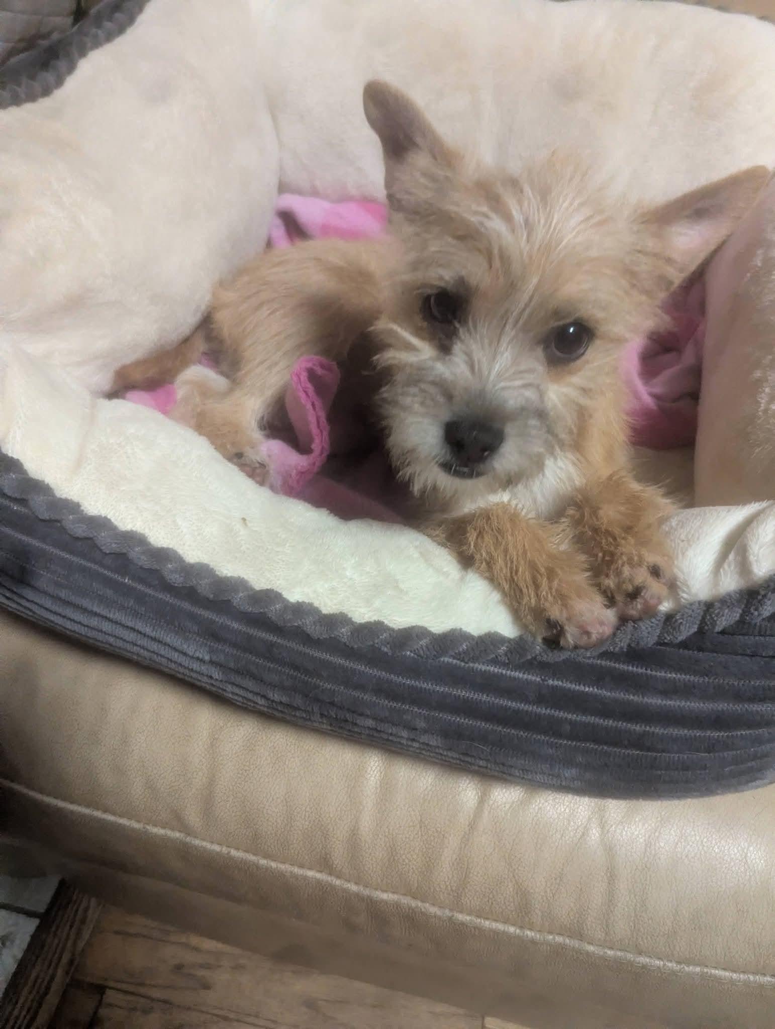 Jammie Jams , a ADOPTABLE mixed breed in Oakland, CA image 3/6