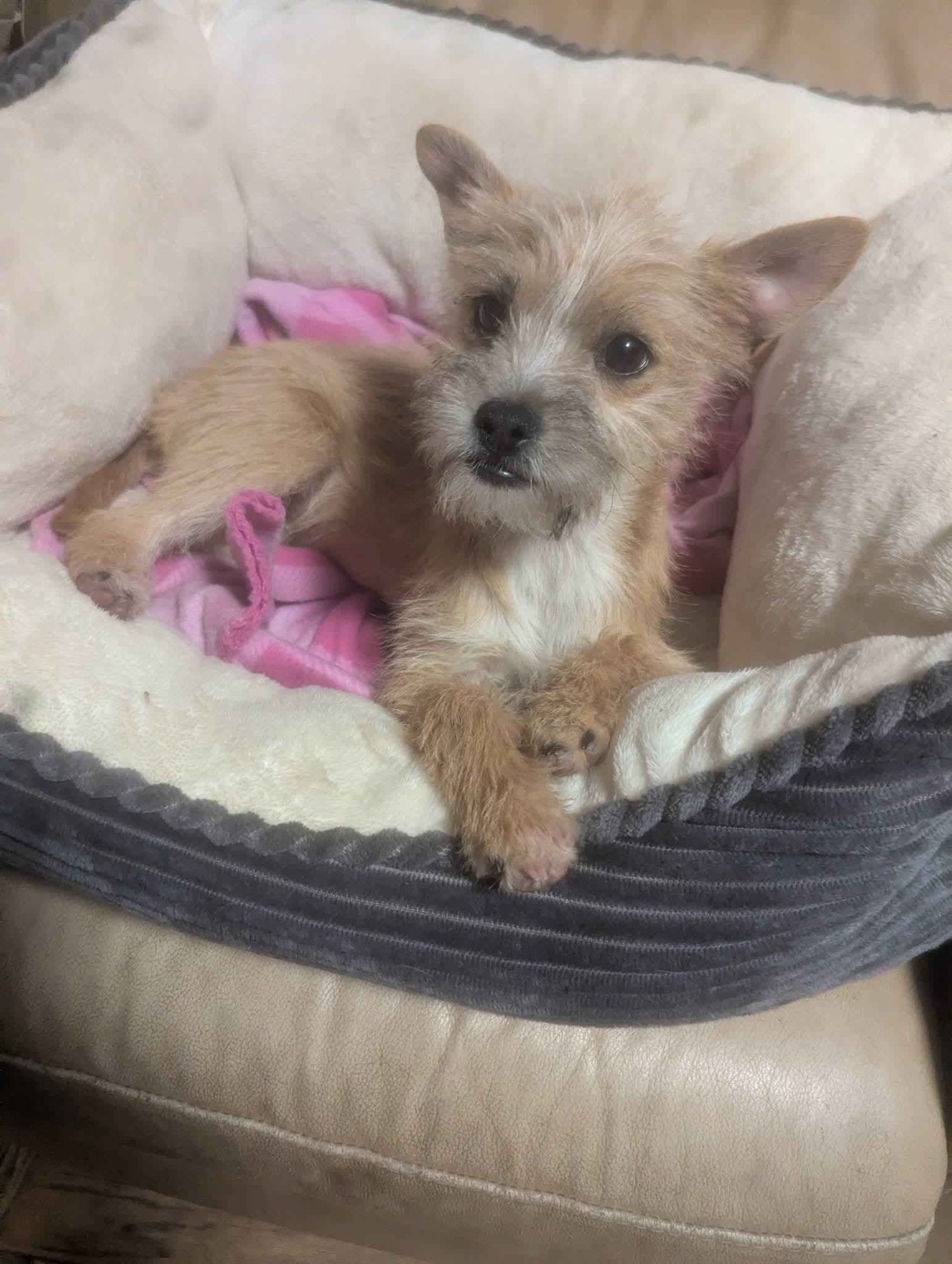 Jammie Jams , a ADOPTABLE mixed breed in Oakland, CA image 2/6