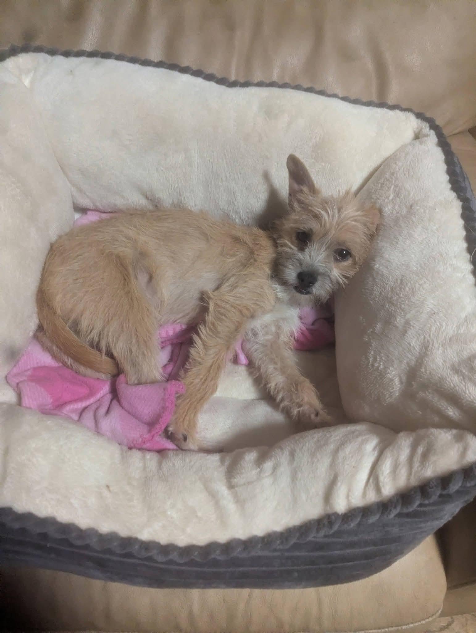 Jammie Jams , a ADOPTABLE mixed breed in Oakland, CA image 6/6