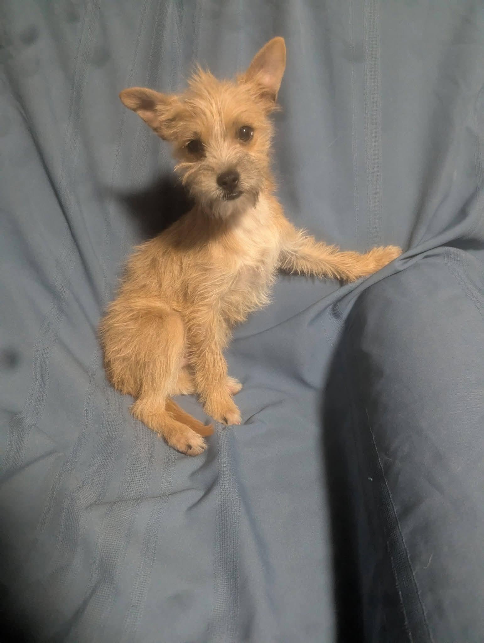 Jammie Jams , a ADOPTABLE mixed breed in Oakland, CA image 5/6