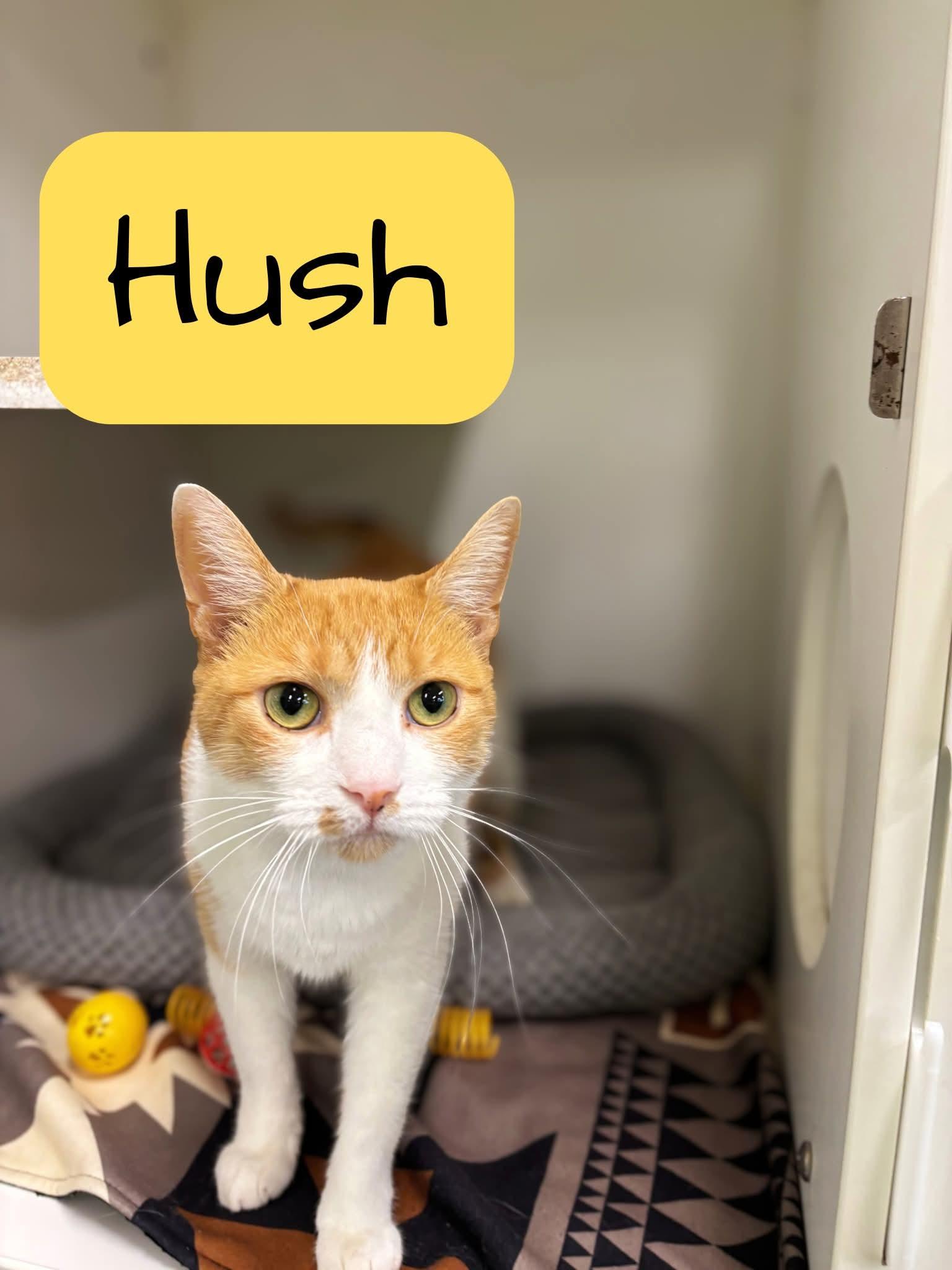 Hush (Charlie), Adoptable, Adult Female American Shorthair.