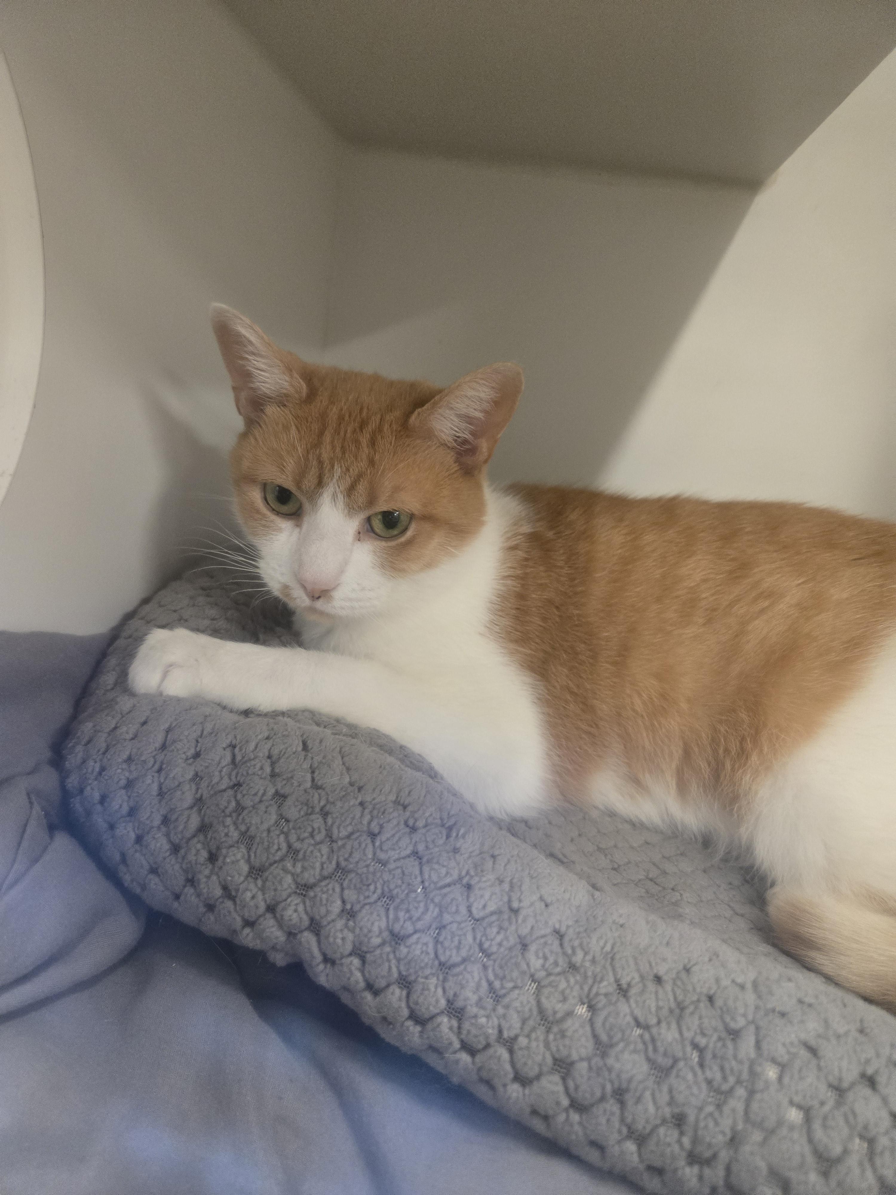 Enlarge Hush (Charlie), a Adoptable American Shorthair in Kingsport, TN image 2/2