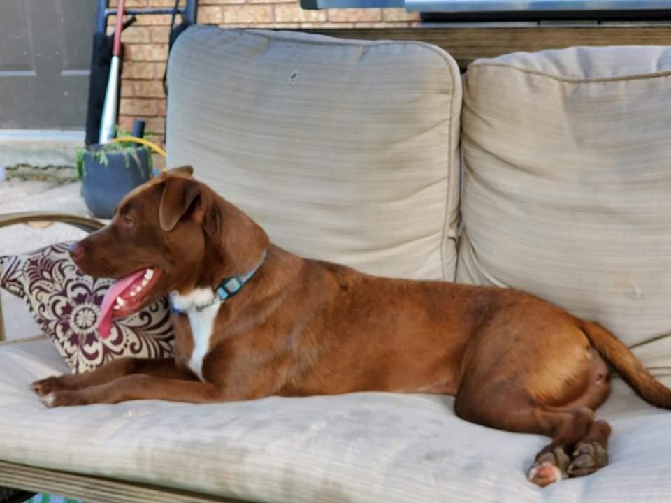 Enlarge Amber (now Winnie), a Adopted mixed breed in Hawkestone, ON image 1/3