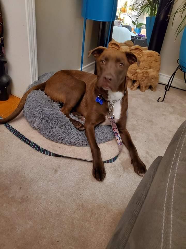 Enlarge Amber (now Winnie), a Adopted mixed breed in Hawkestone, ON image 2/3