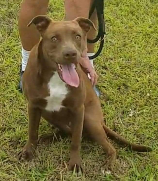 Enlarge Amber (now Winnie), a Adopted mixed breed in Hawkestone, ON image 3/3