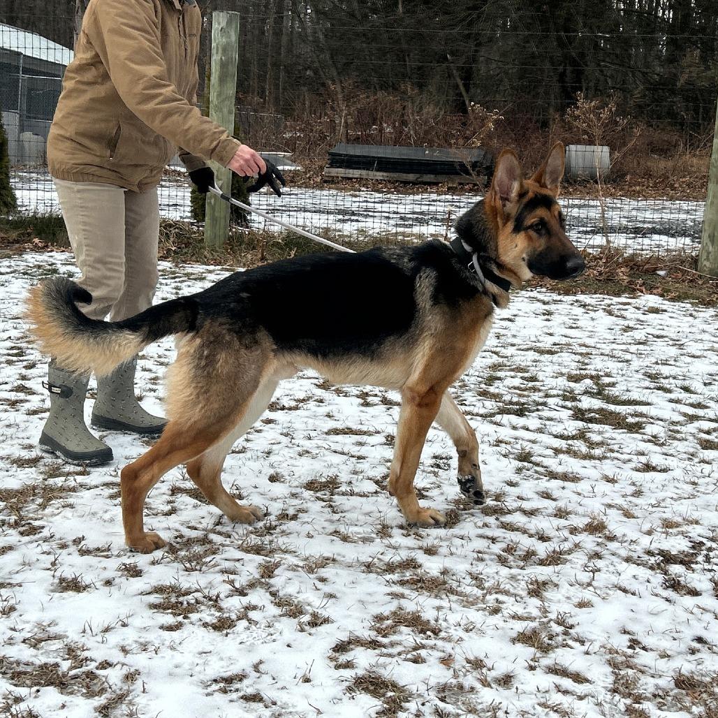 Gustaf (26-002), Adoptable, Adult Male German Shepherd Dog.
