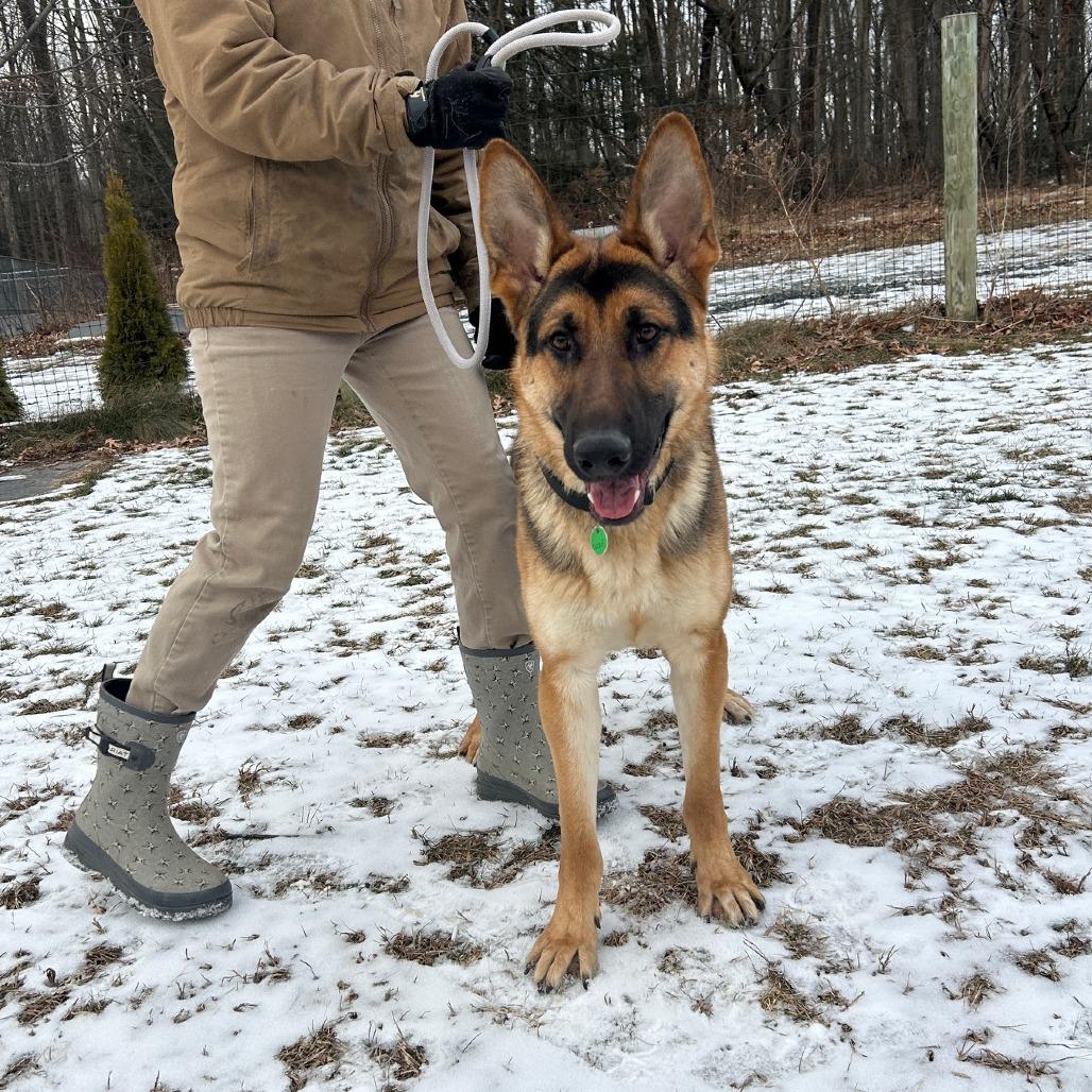 Enlarge Gustaf (26-002), a Adoptable German Shepherd Dog in New Ringgold, PA image 2/5