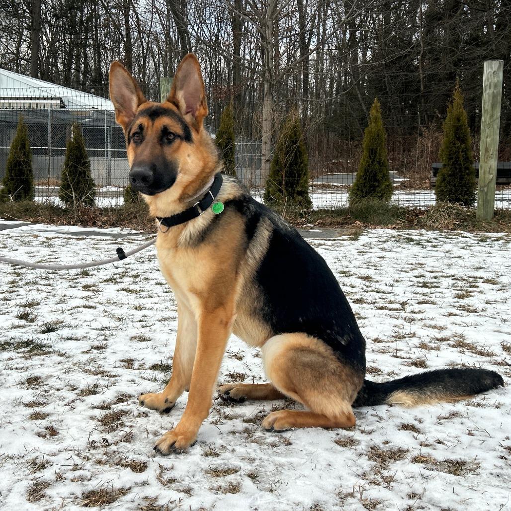 Enlarge Gustaf (26-002), a Adoptable German Shepherd Dog in New Ringgold, PA image 3/5