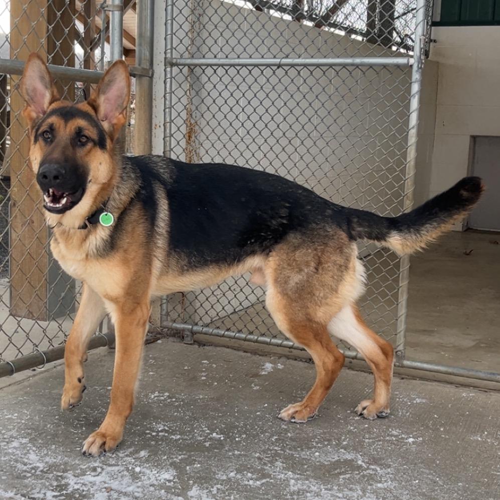 Enlarge Gustaf (26-002), a Adoptable German Shepherd Dog in New Ringgold, PA image 4/5