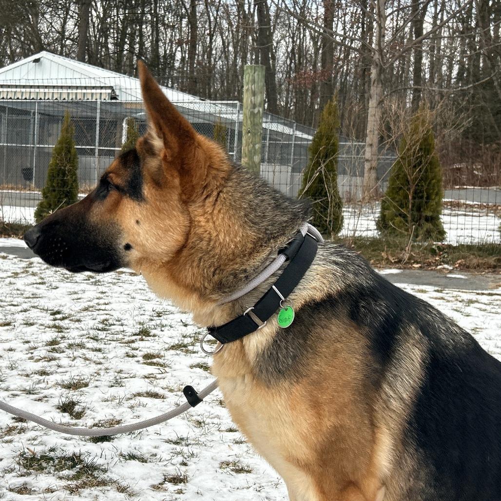 Enlarge Gustaf (26-002), a Adoptable German Shepherd Dog in New Ringgold, PA image 5/5