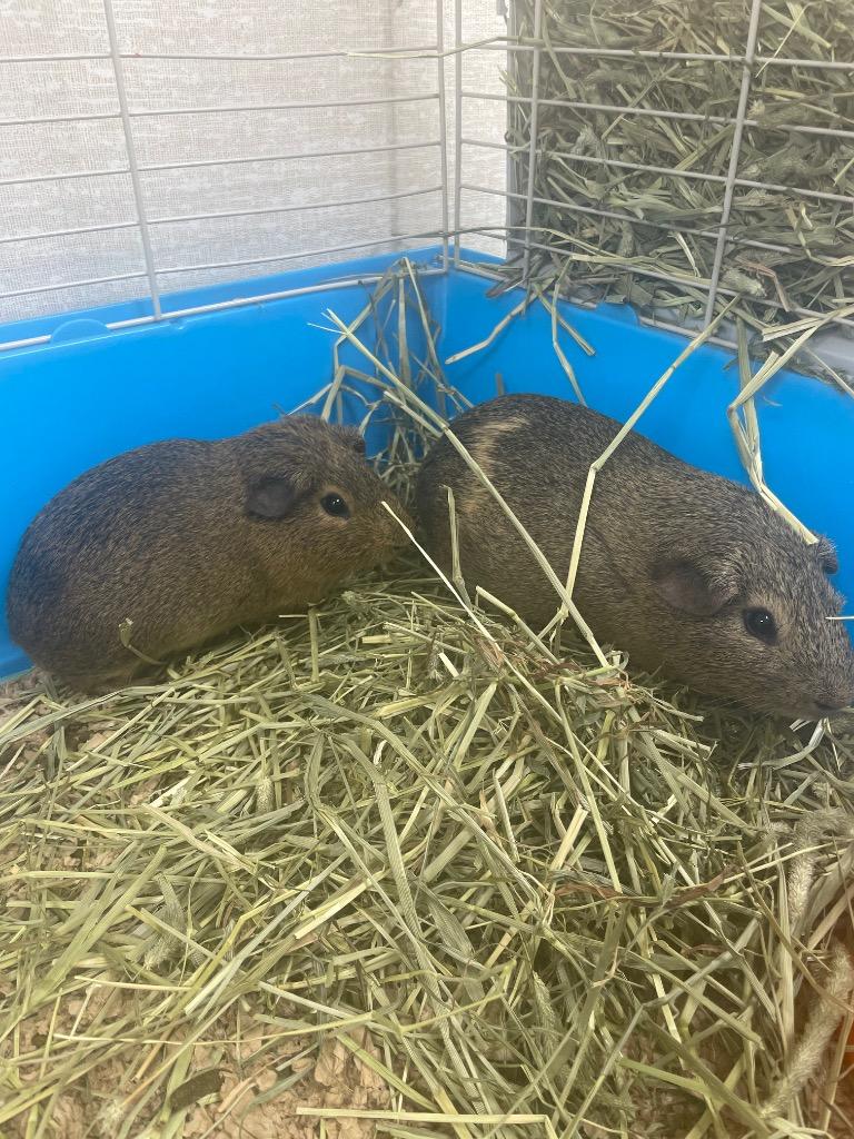 Chip-Bonded to Dale, a Adoptable Guinea Pig in Pomona, NY image 1/2