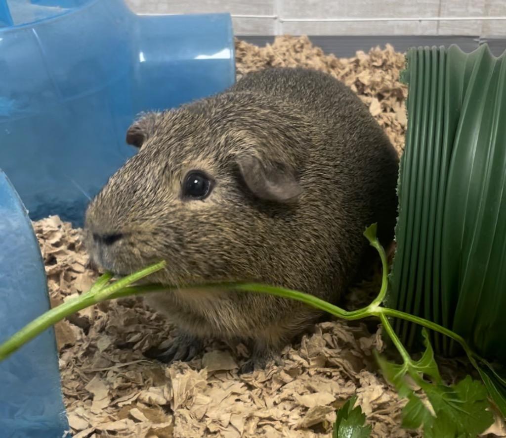 Chip-Bonded to Dale, a Adoptable Guinea Pig in Pomona, NY image 2/2
