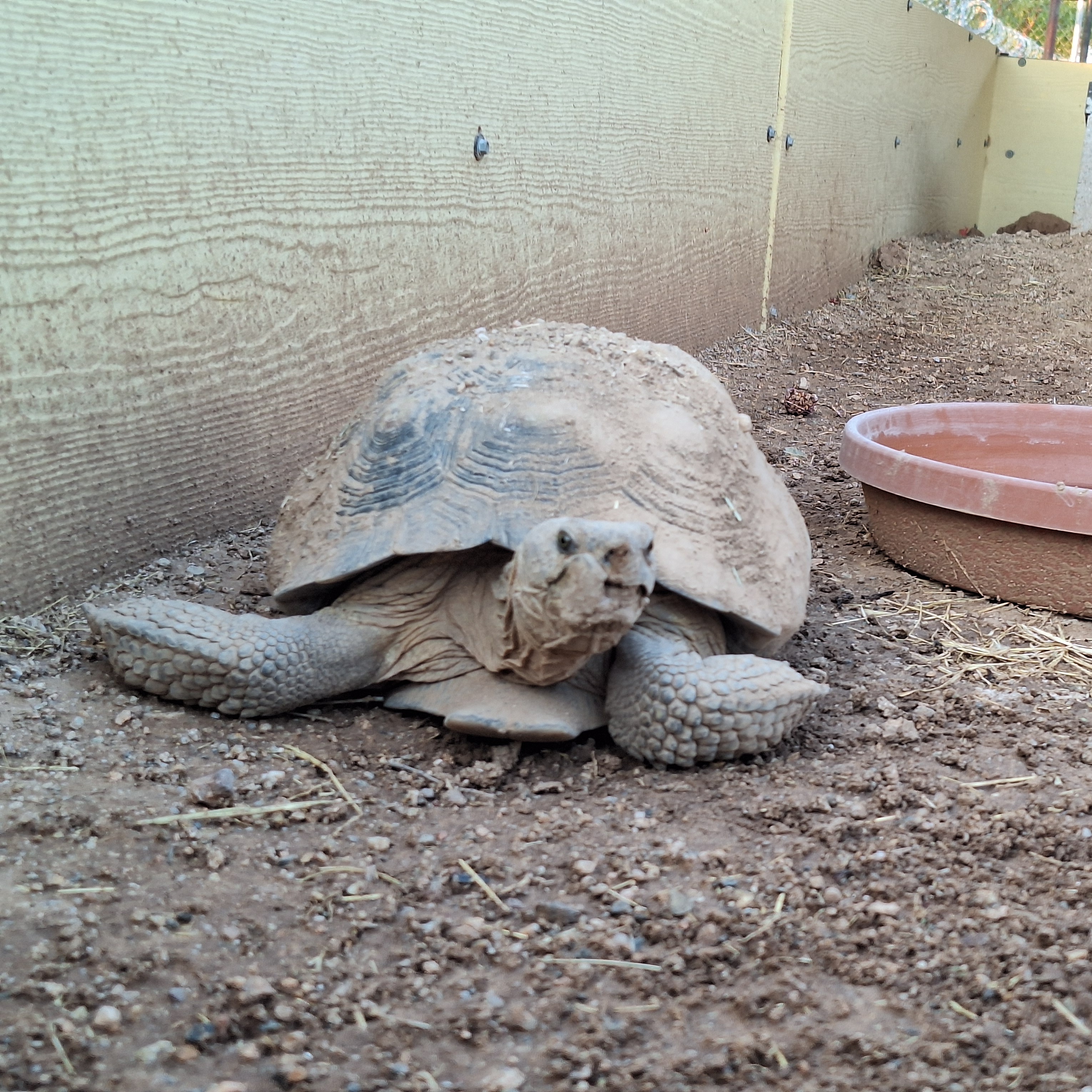 Todd, Adult Male unknown