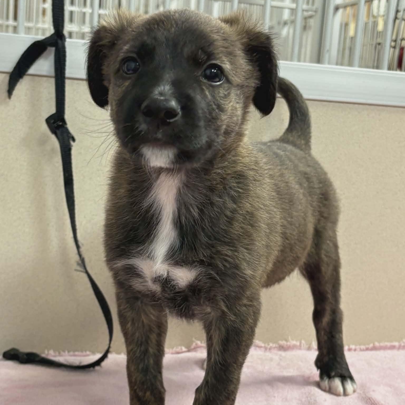 Briscoe, ADOPTABLE, Puppy Male Mixed Breed.