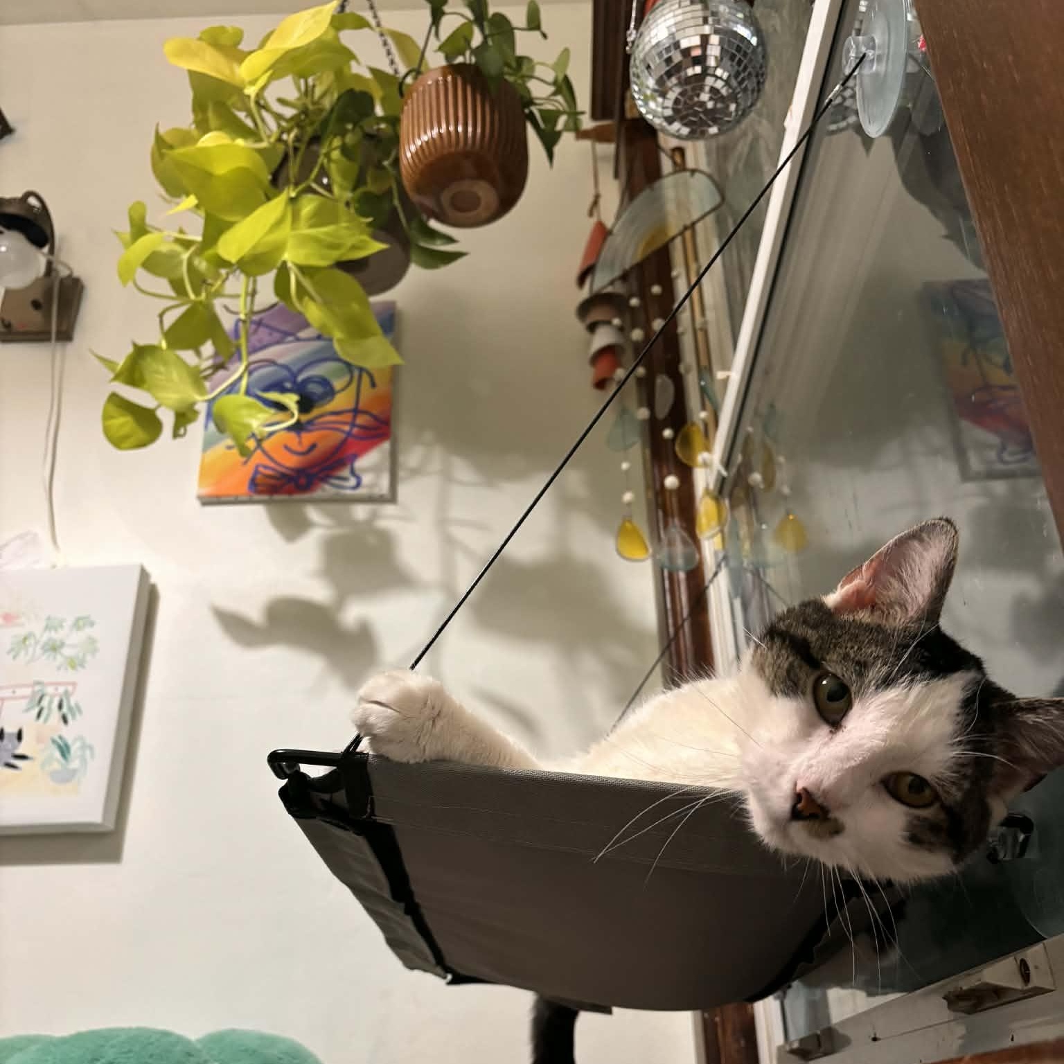 Chops, ADOPTABLE, Adult Male Domestic Short Hair.