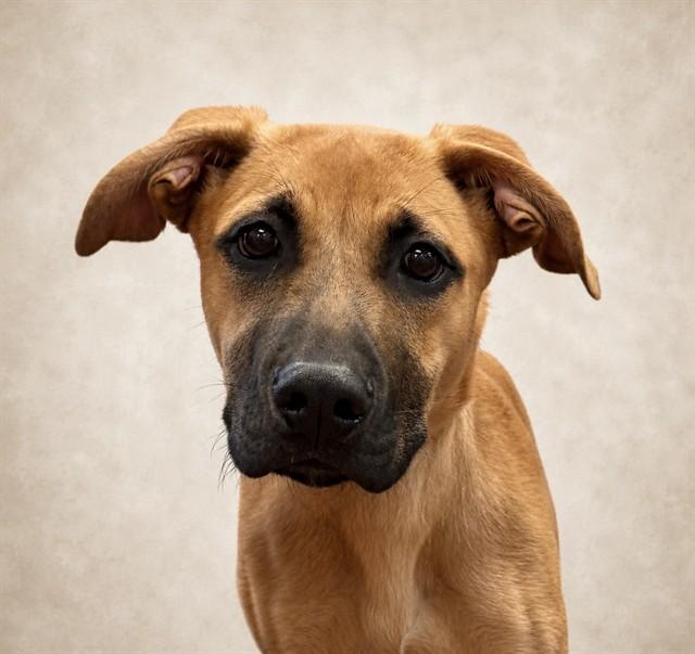 HAISLEY, Adoptable, Young Female German Shepherd Dog & Labrador Retriever.