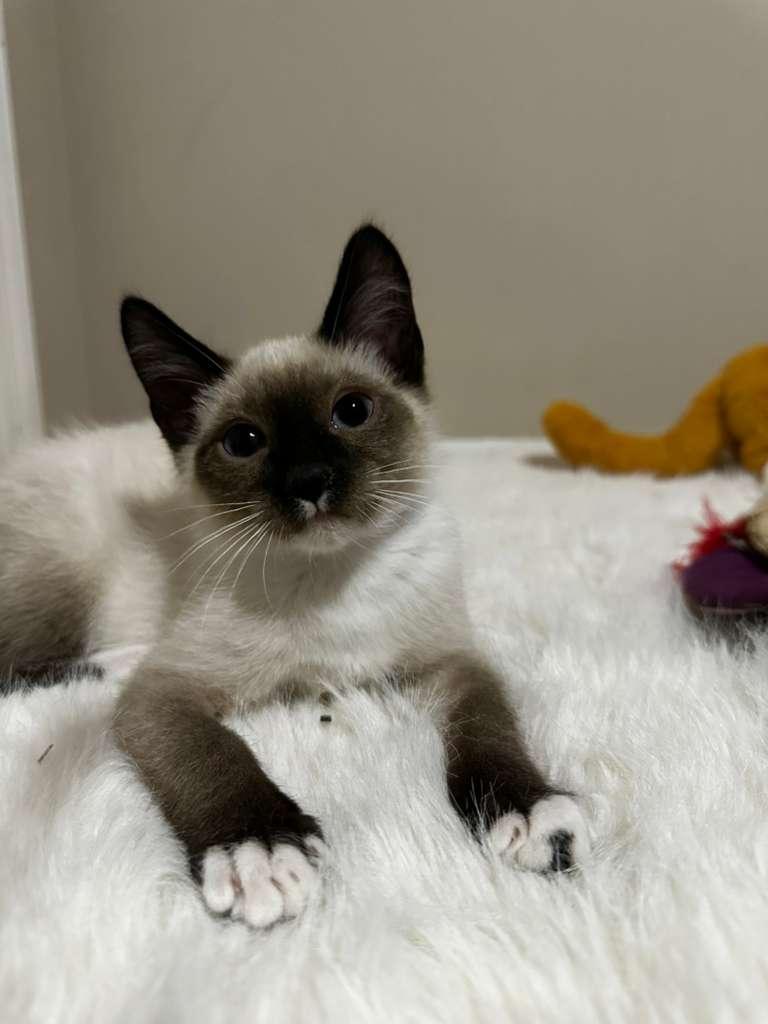 Enlarge Tokyo (bonded with Sapphi), a ADOPTABLE Siamese in Lawrenceville, GA image 3/5