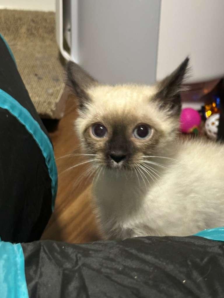 Enlarge Tokyo (bonded with Sapphi), a ADOPTABLE Siamese in Lawrenceville, GA image 5/5