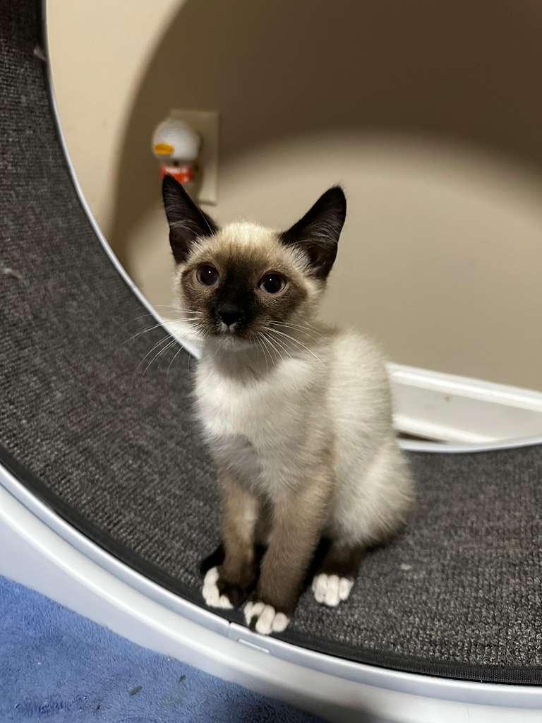 Enlarge Tokyo (bonded with Sapphi), a ADOPTABLE Siamese in Lawrenceville, GA image 2/5