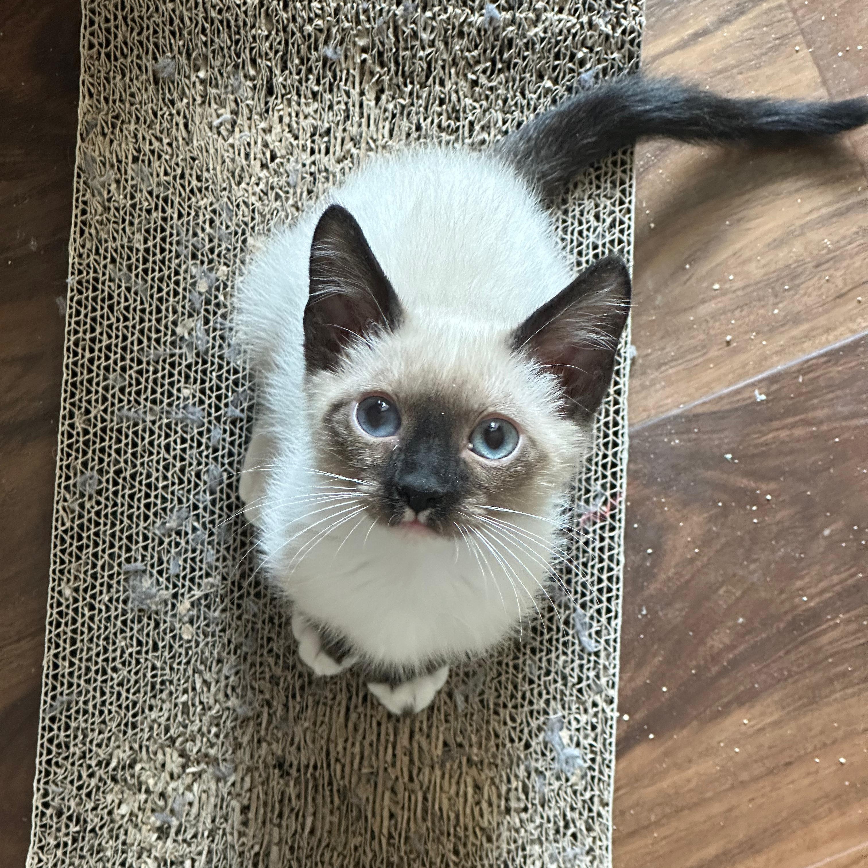 Enlarge Tokyo (bonded with Sapphi), a ADOPTABLE Siamese in Lawrenceville, GA image 1/5