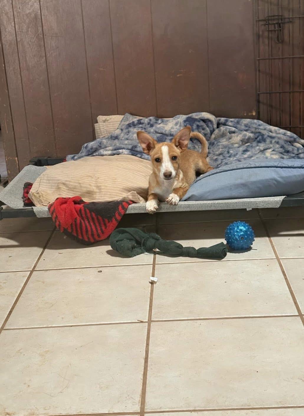 Corgi, Adopted, Young Male Chihuahua & Corgi.