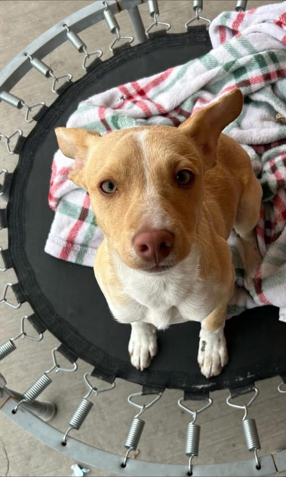 Corgi, a Adopted mixed breed in El Paso, TX image 2/2