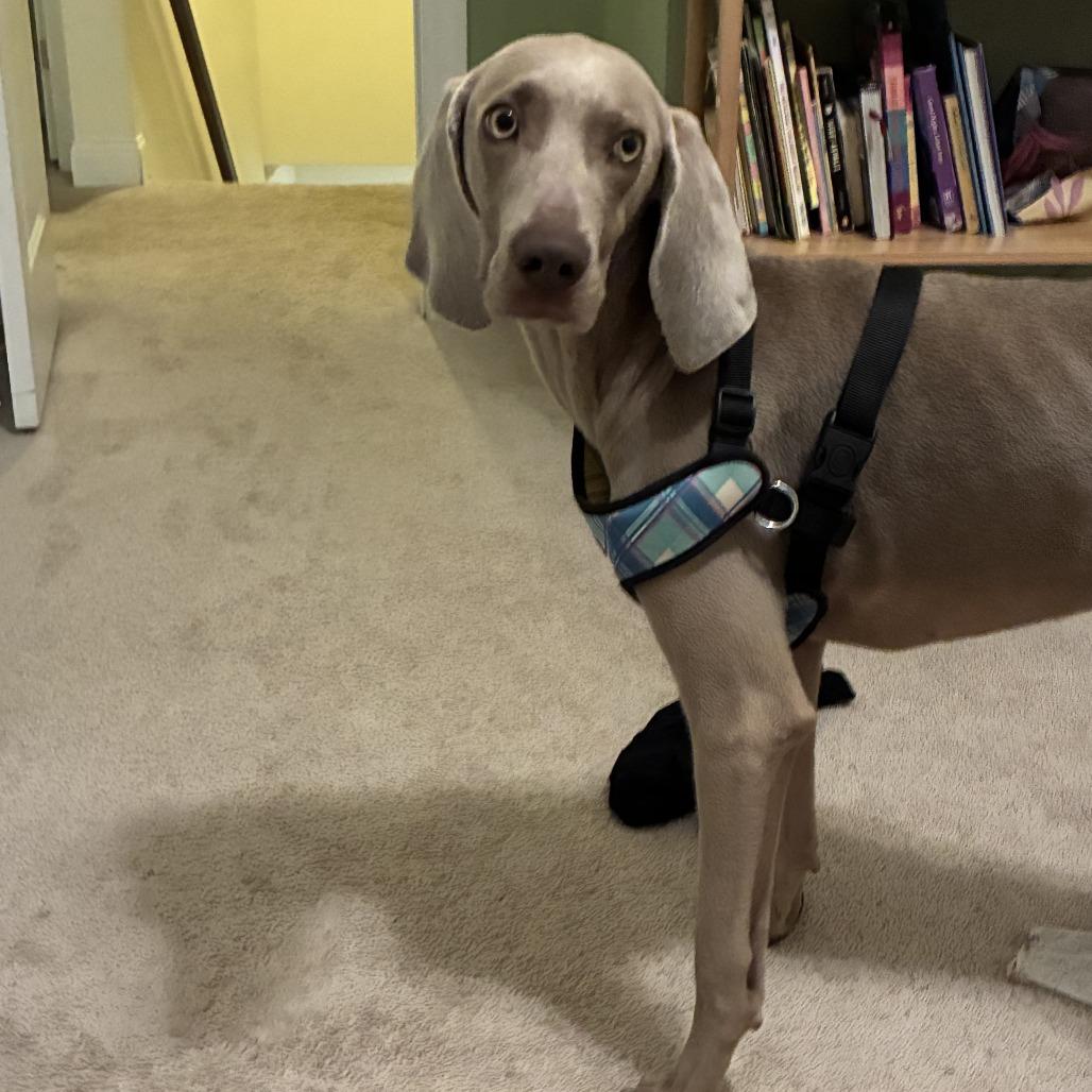 Sterling/Indie, Adoptable, Adult Male Weimaraner.