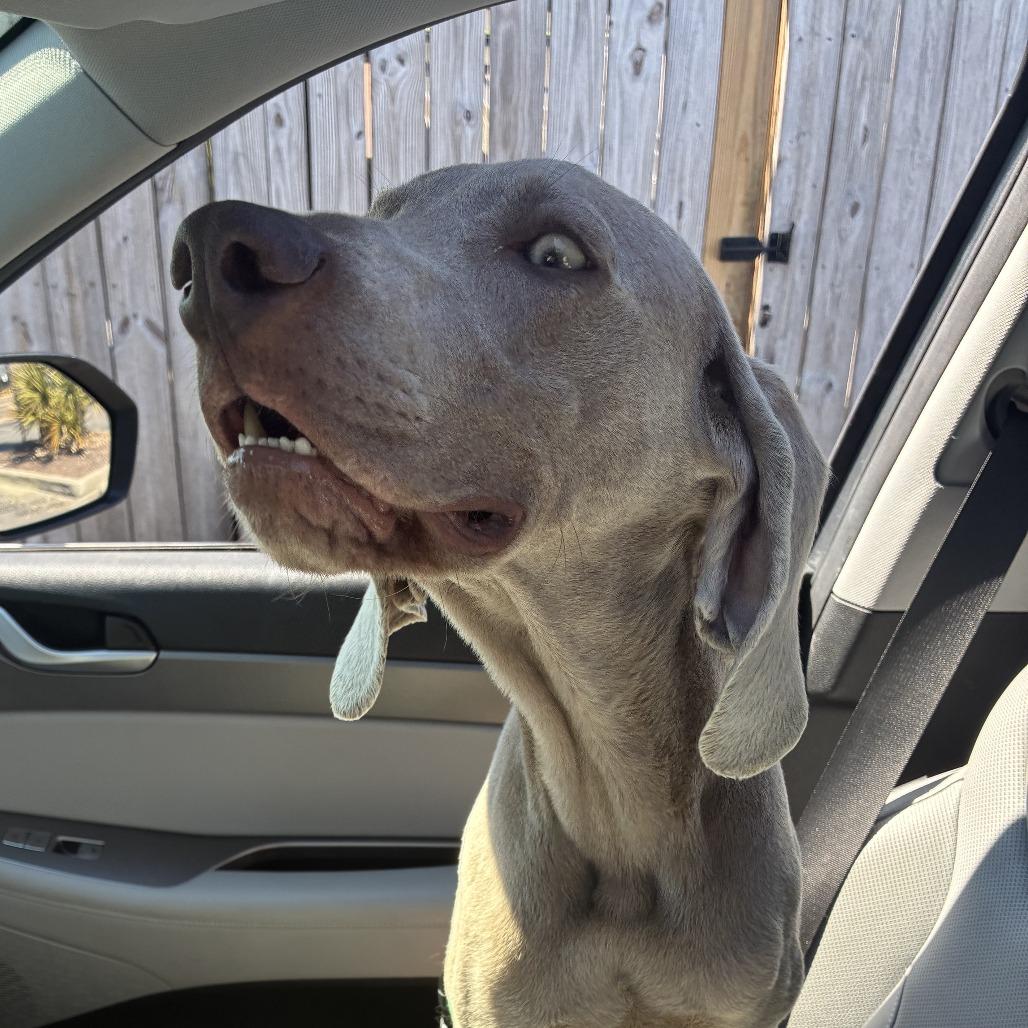Enlarge Sterling/Indie, a Adoptable Weimaraner in Myrtle Beach, SC image 2/6