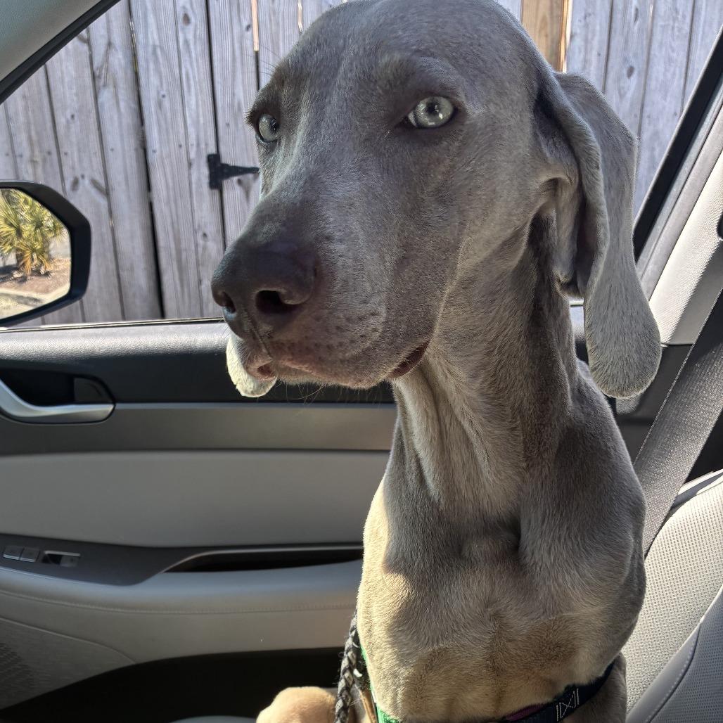 Enlarge Sterling/Indie, a Adoptable Weimaraner in Myrtle Beach, SC image 3/6