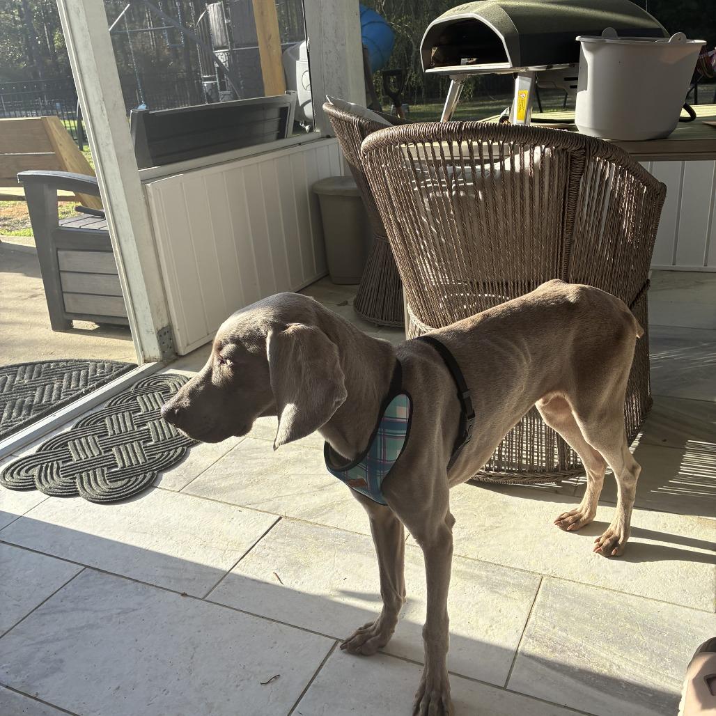 Enlarge Sterling/Indie, a Adoptable Weimaraner in Myrtle Beach, SC image 4/6