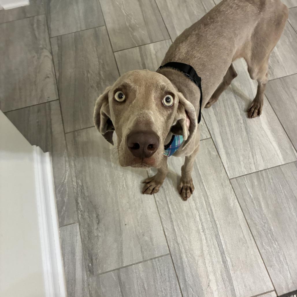 Enlarge Sterling/Indie, a Adoptable Weimaraner in Myrtle Beach, SC image 5/6