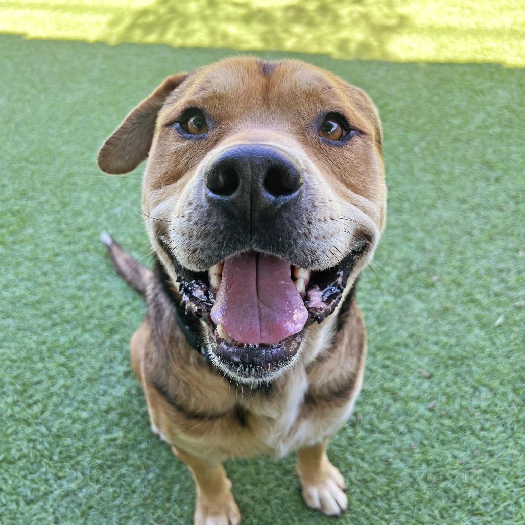 Winston, Adoptable, Senior Male Pit Bull Terrier.
