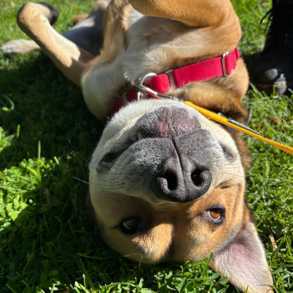 Enlarge Winston, a Adoptable Pit Bull Terrier in Ojai, CA image 2/6