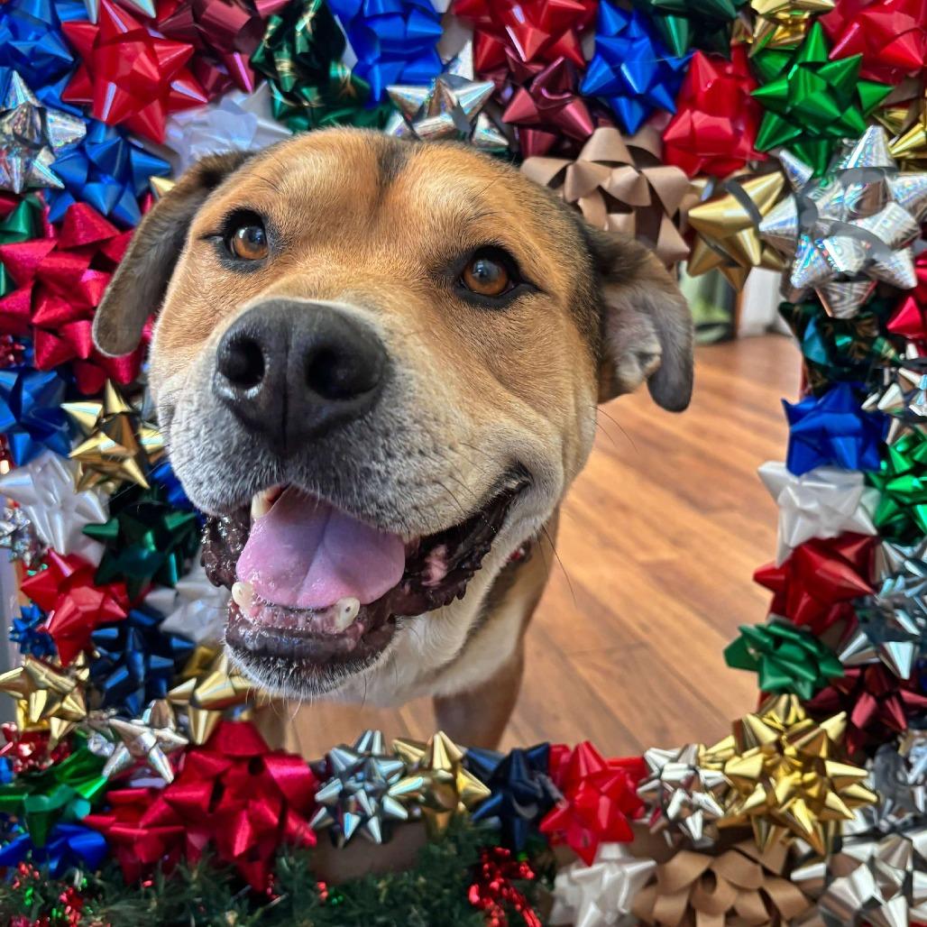 Enlarge Winston, a Adoptable Pit Bull Terrier in Ojai, CA image 3/6
