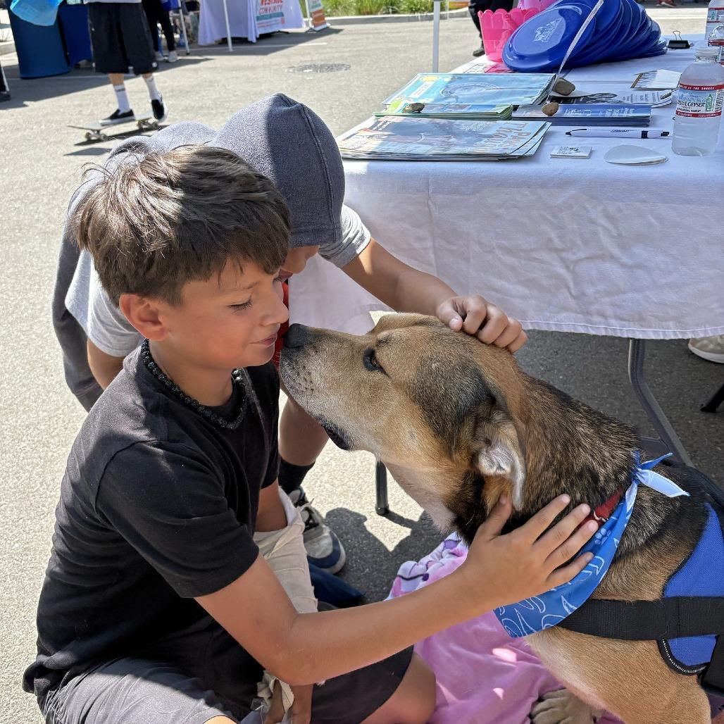Enlarge Winston, a Adoptable Pit Bull Terrier in Ojai, CA image 4/6