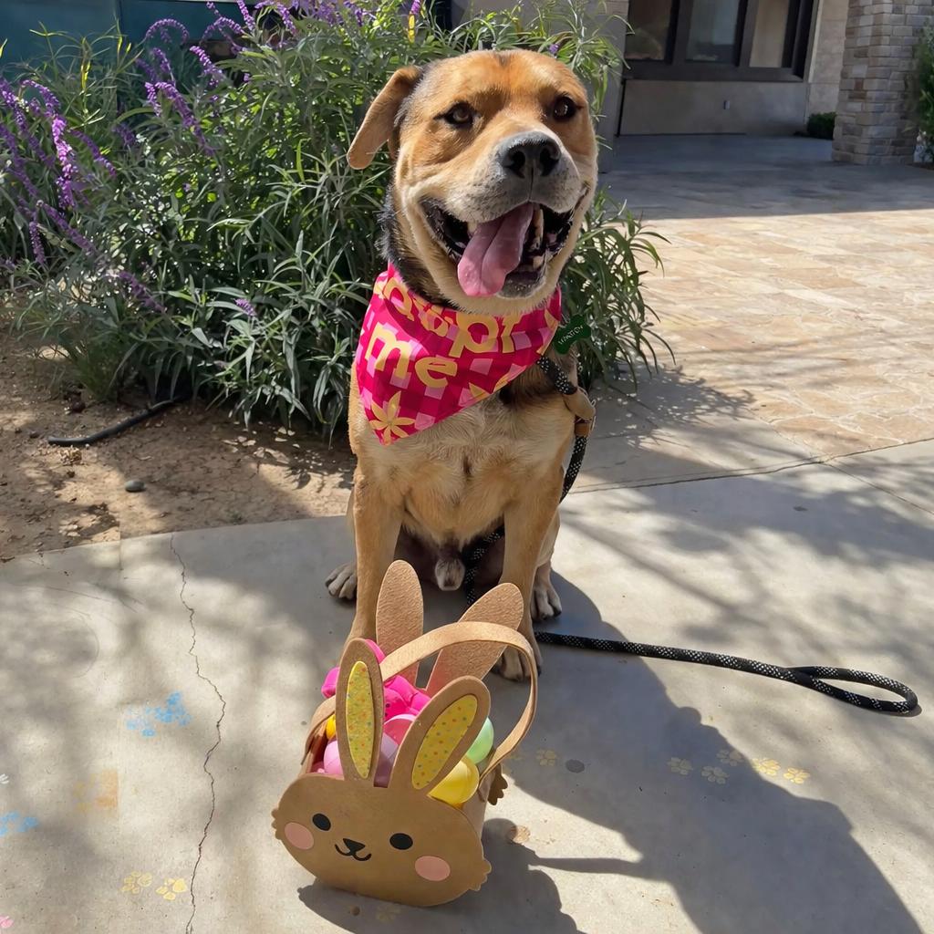 Enlarge Winston, a Adoptable Pit Bull Terrier in Ojai, CA image 5/6