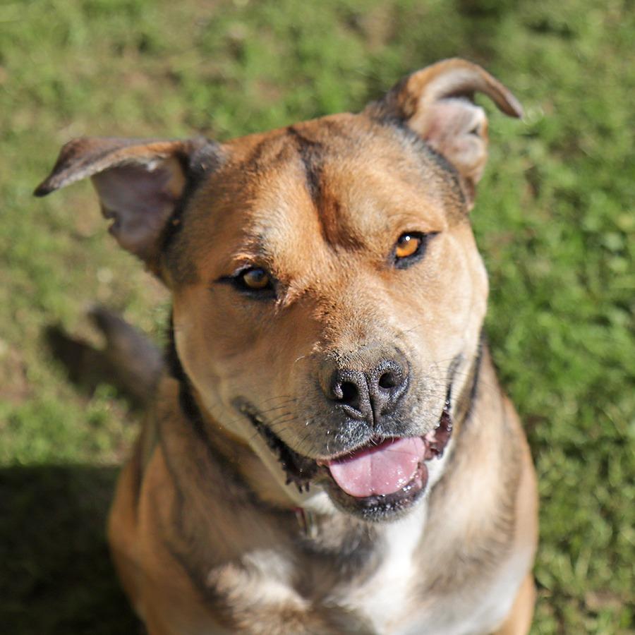 Enlarge Winston, a Adoptable Pit Bull Terrier in Ojai, CA image 6/6