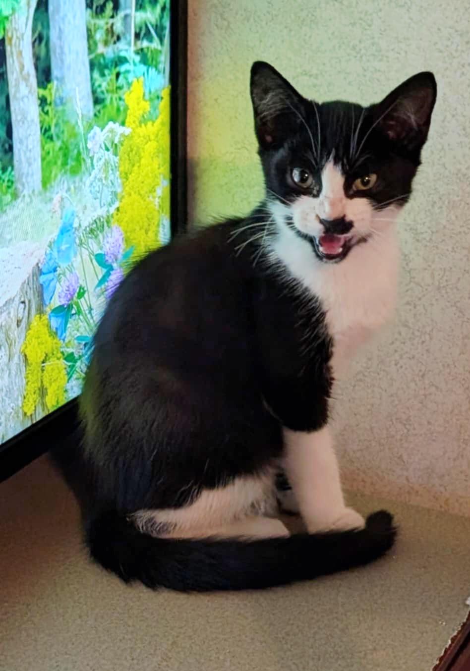 Enlarge Rocky, a Adoptable Tuxedo in Granite Falls, NC image 3/6