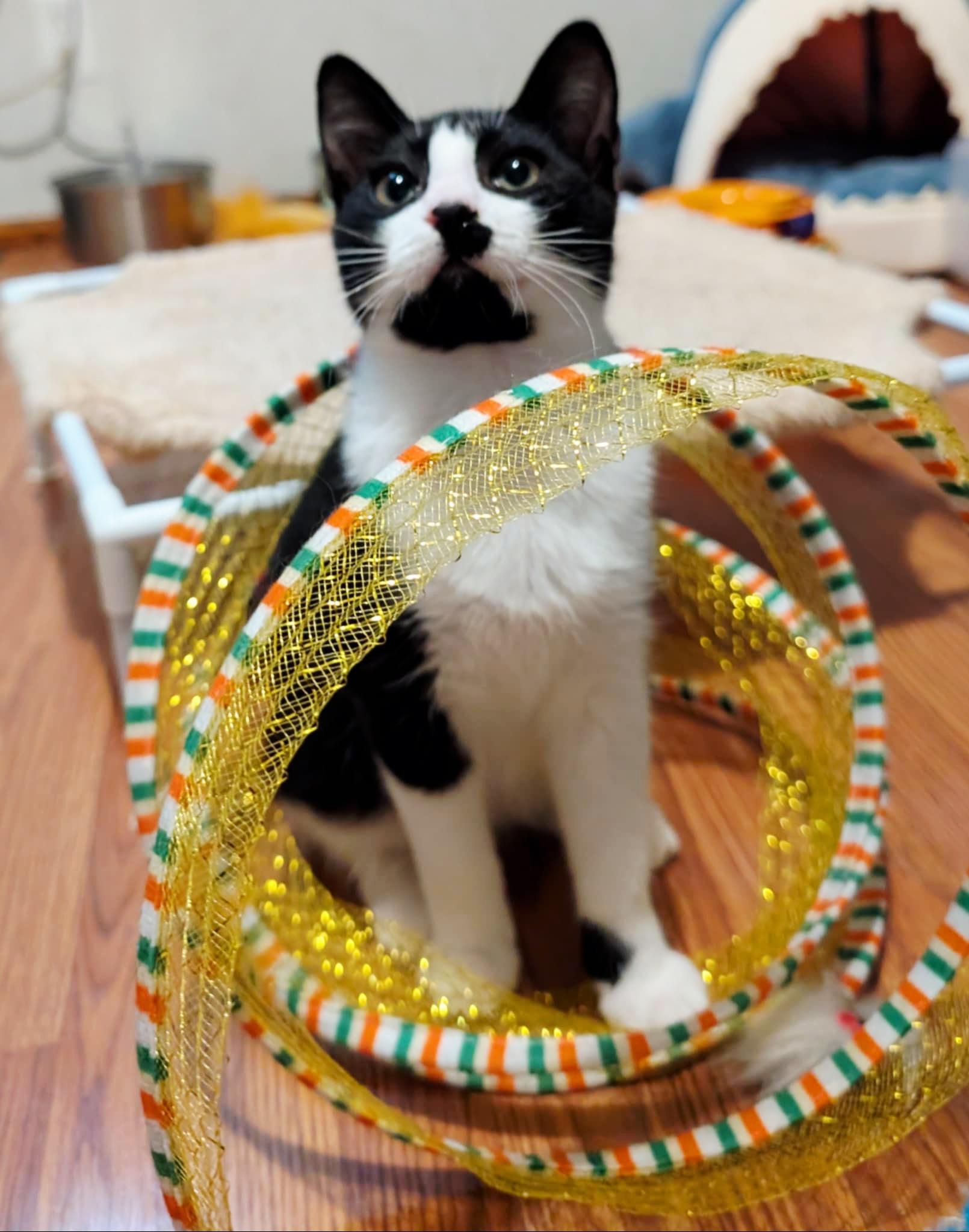 Enlarge Rocky, a Adoptable Tuxedo in Granite Falls, NC image 2/6