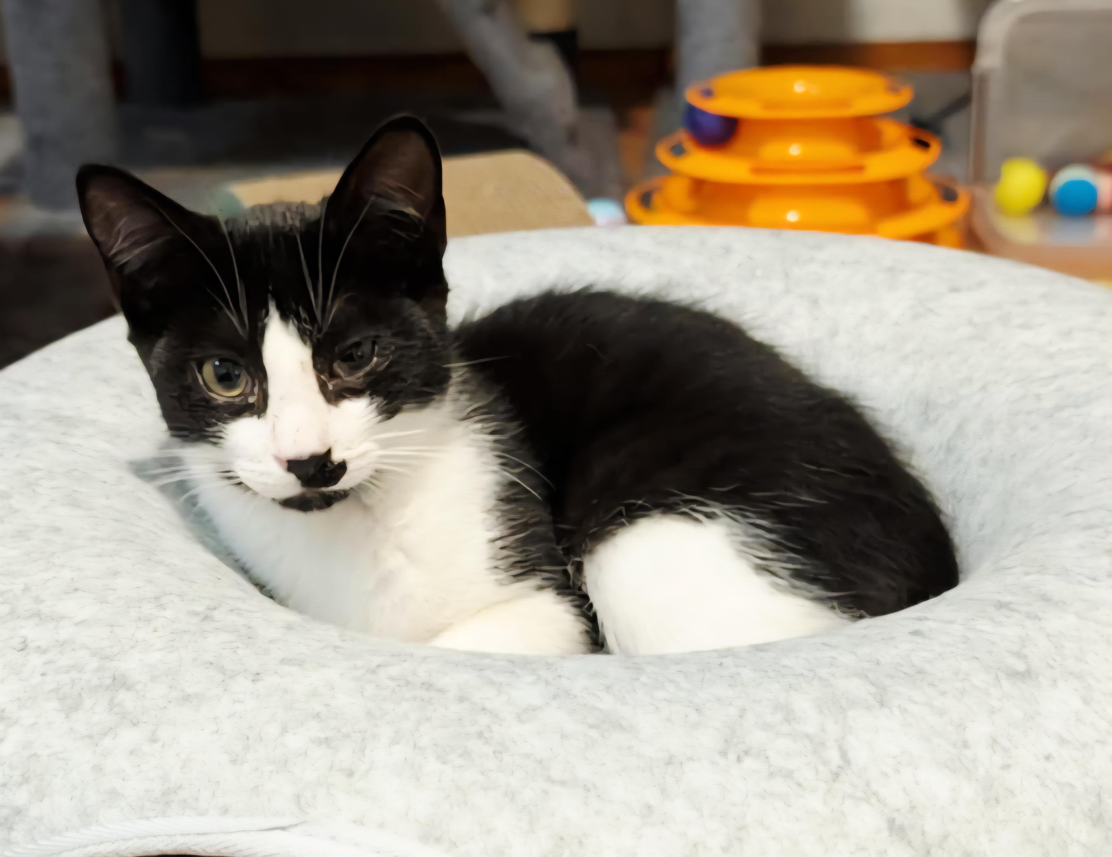 Enlarge Rocky, a Adoptable Tuxedo in Granite Falls, NC image 6/6
