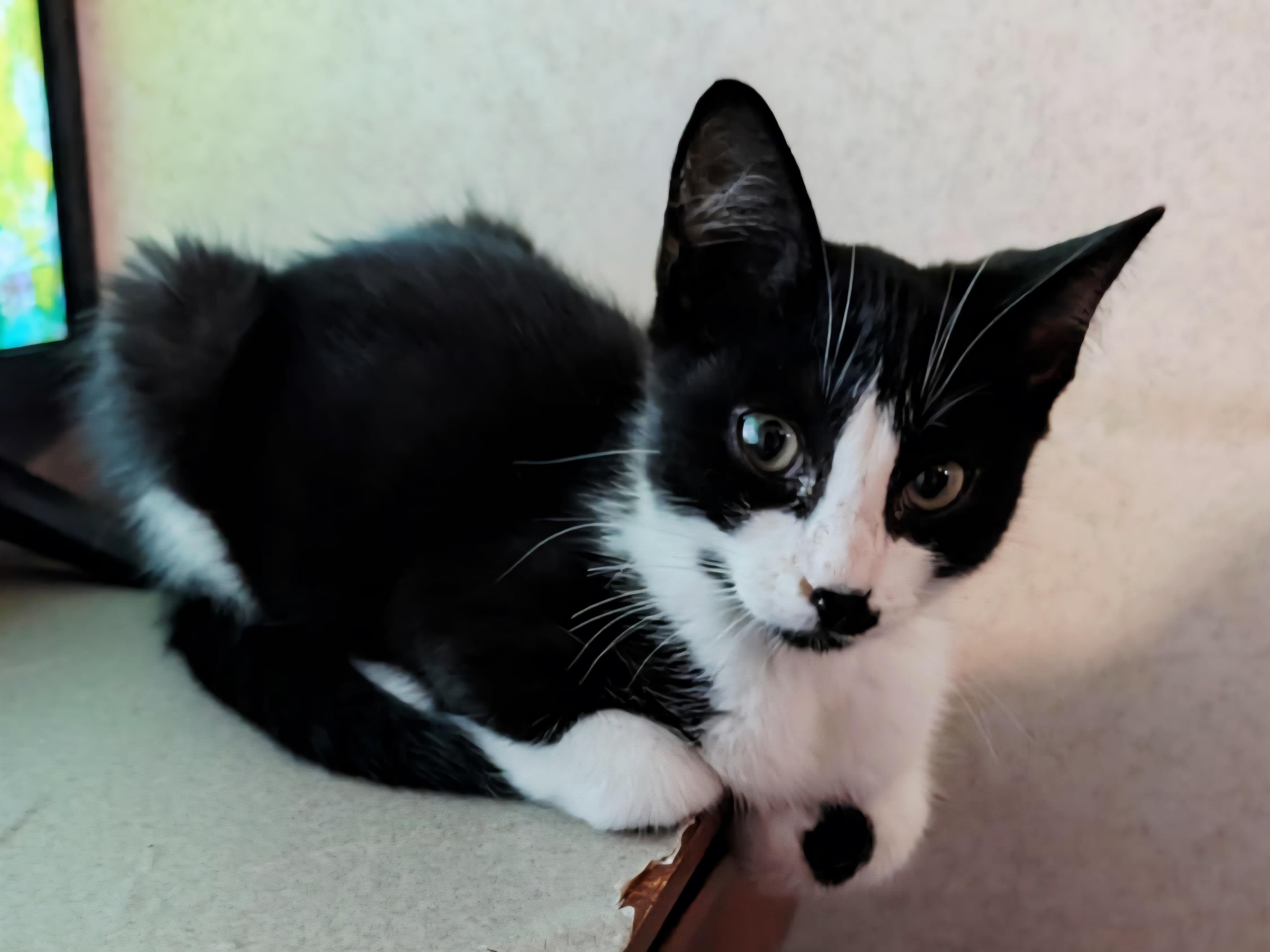 Enlarge Rocky, a Adoptable Tuxedo in Granite Falls, NC image 4/6