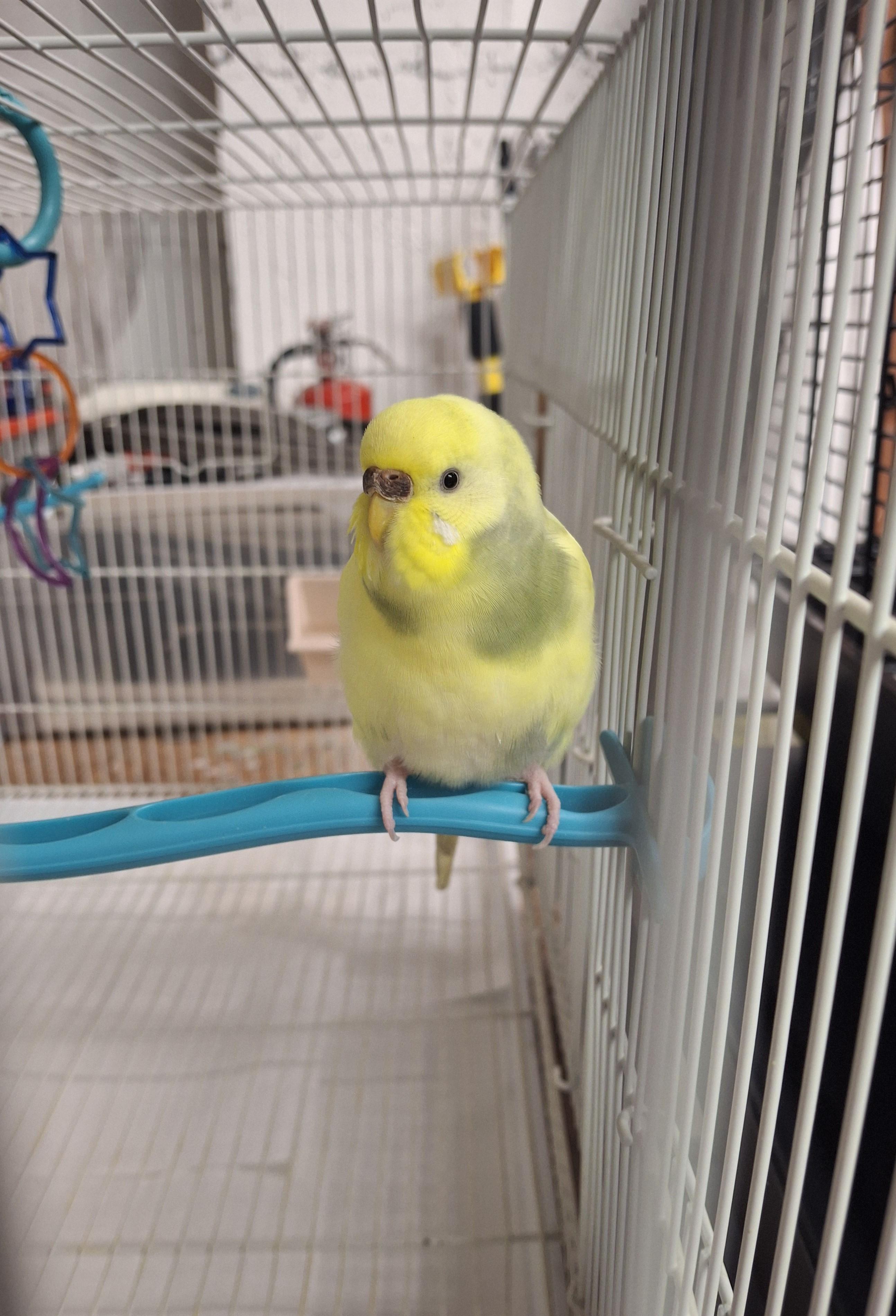 Reeses, adopted, Adult Female Parakeet (Other).