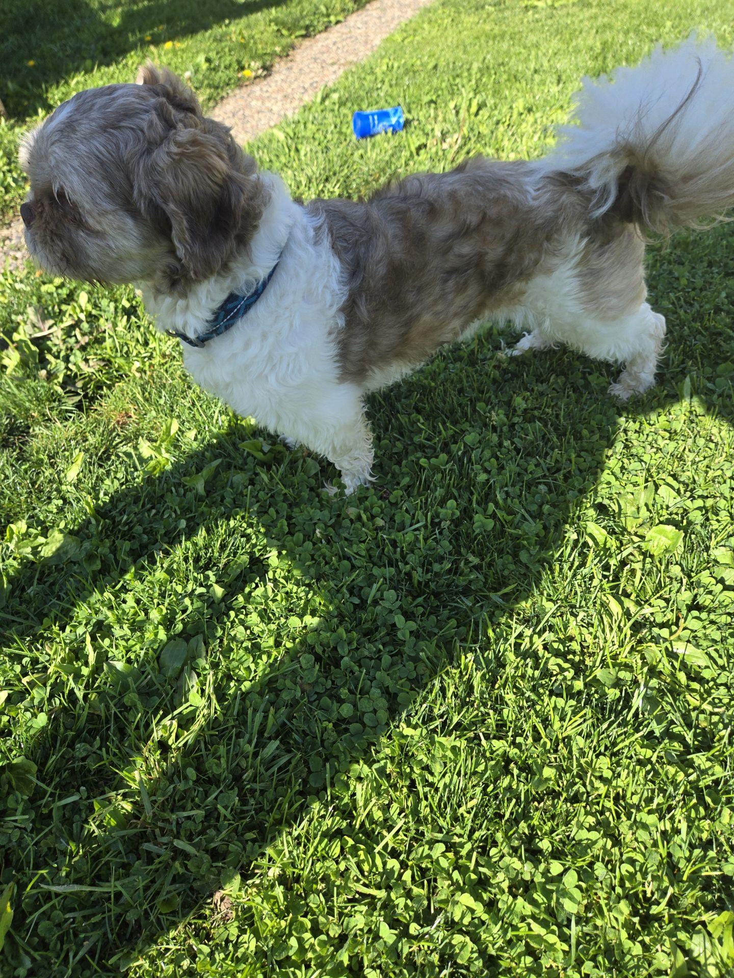 Gizmo, a ADOPTABLE Shih Tzu in Irwin, PA image 3/5