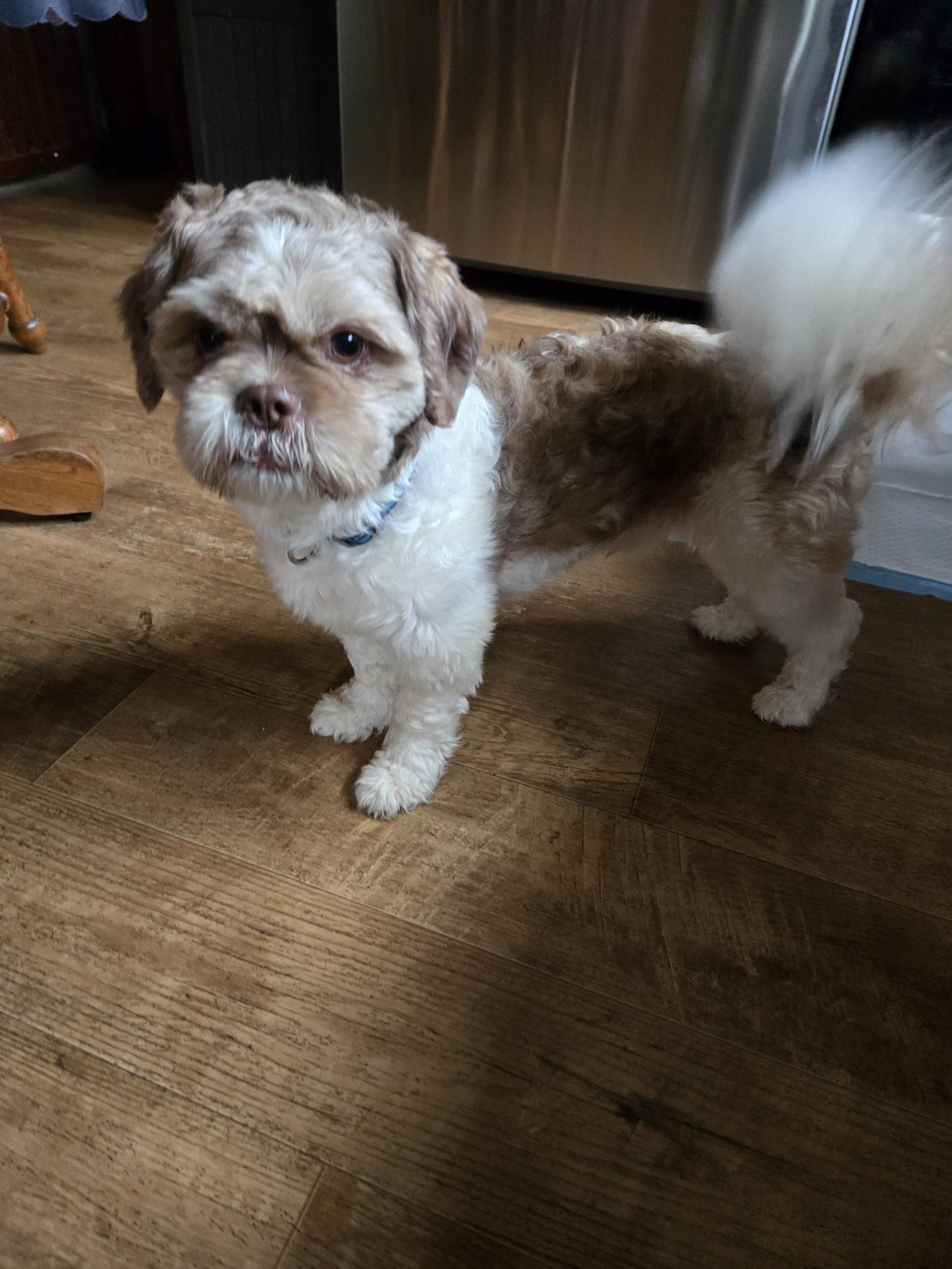 Gizmo, a ADOPTABLE Shih Tzu in Irwin, PA image 4/5