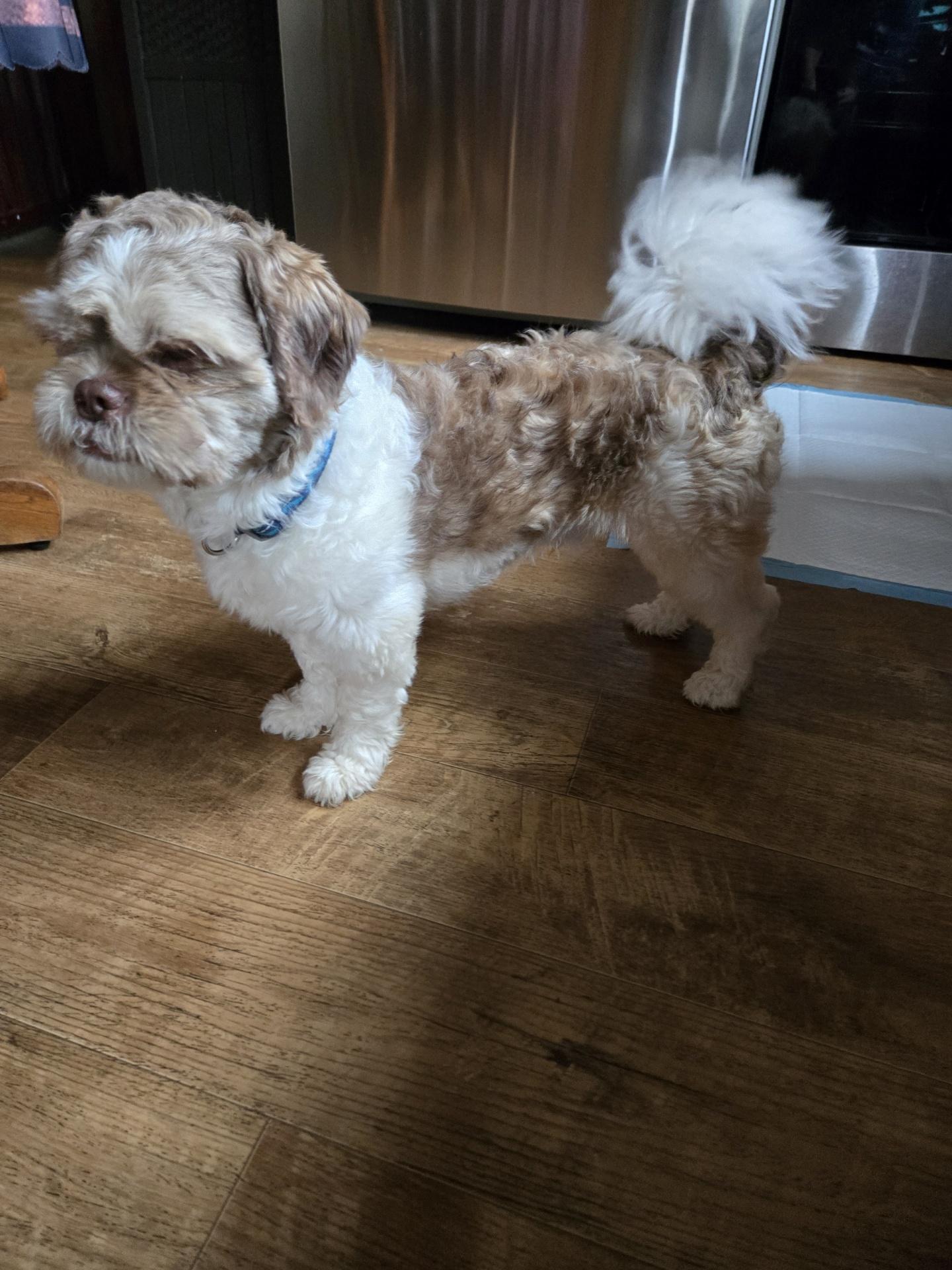 Gizmo, a ADOPTABLE Shih Tzu in Irwin, PA image 5/5