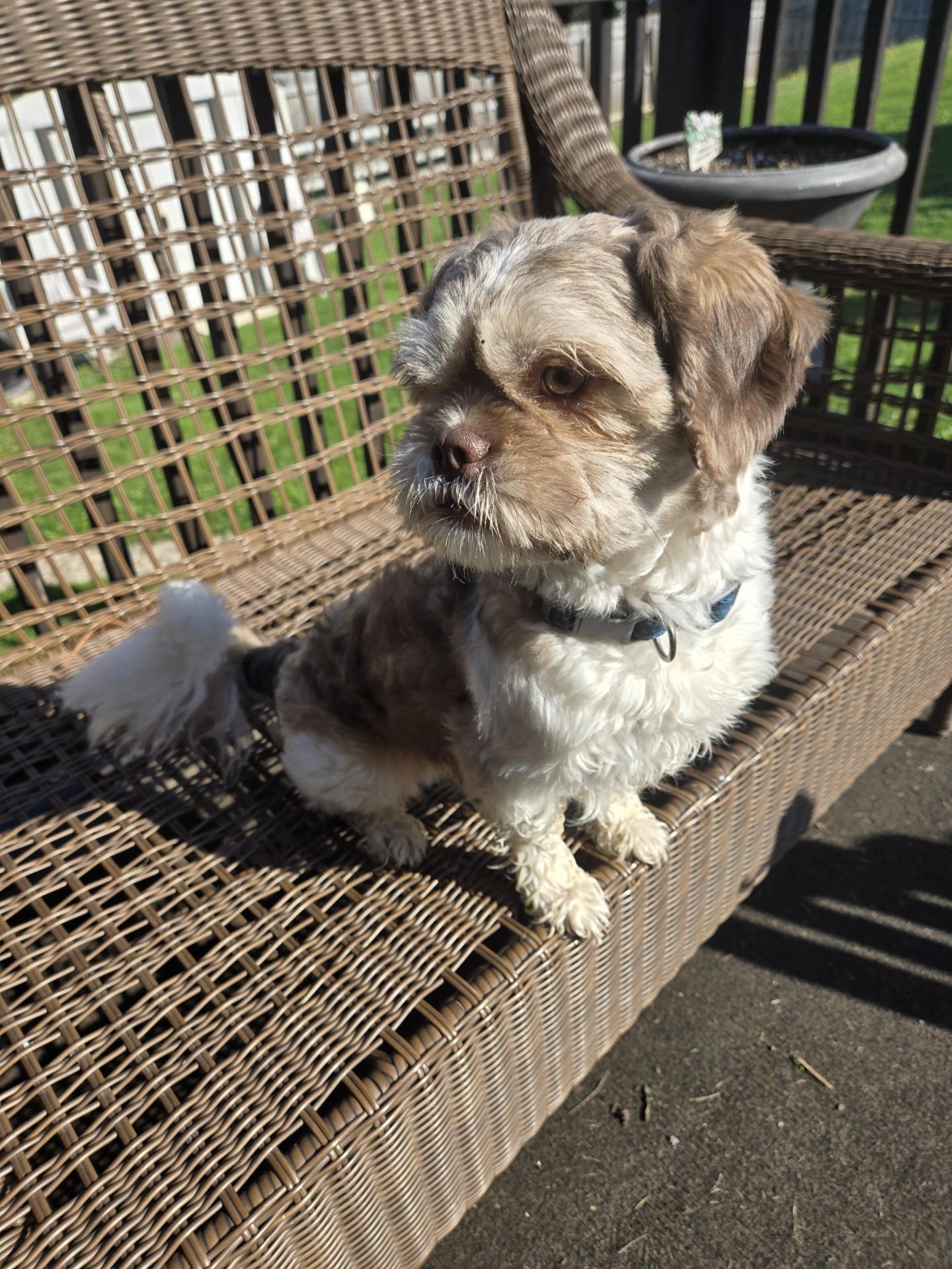 Gizmo, ADOPTABLE, Young Male Shih Tzu.