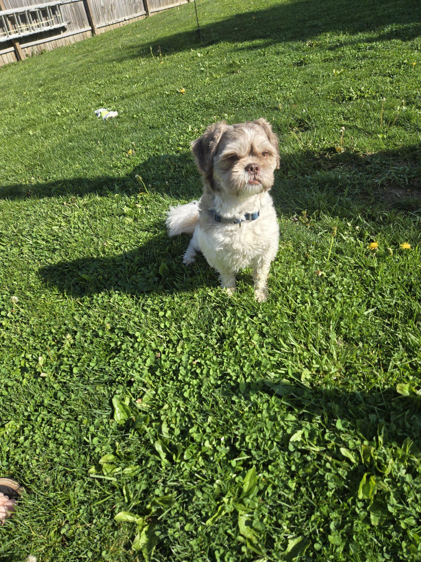 Gizmo, a ADOPTABLE Shih Tzu in Irwin, PA image 2/5
