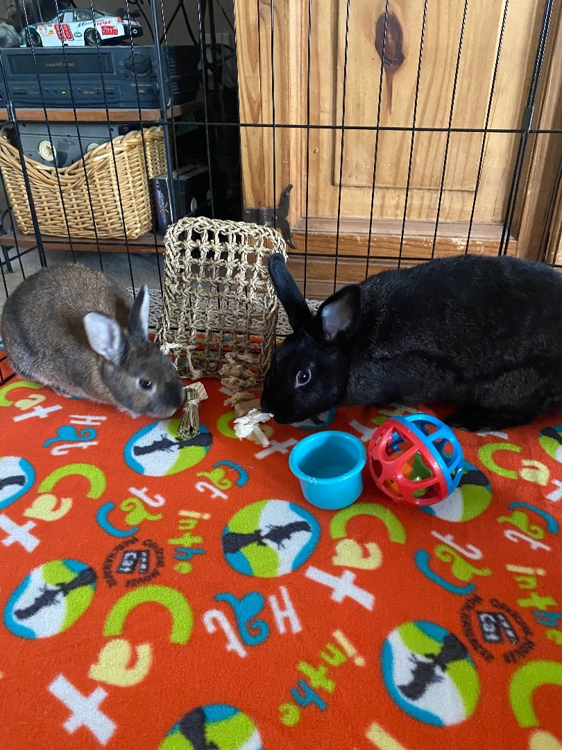 Rabbit for adoption - Rae and Kilo Ryn, an American & Netherland Dwarf ...